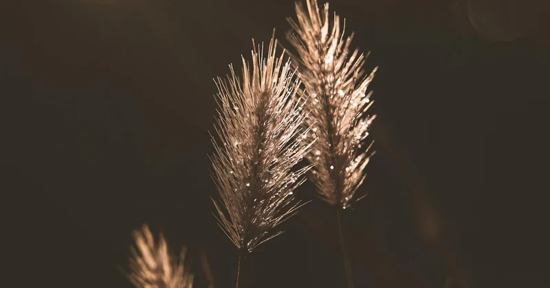 Sour Diesel anbauen: die ehrliche Einschätzung