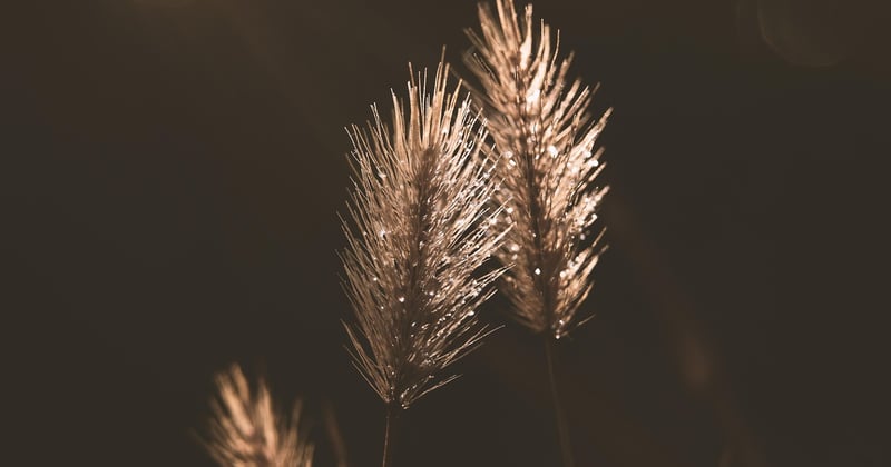 Sour Diesel: Wirkung, Geschmack und Anbau der Kult-Sorte
