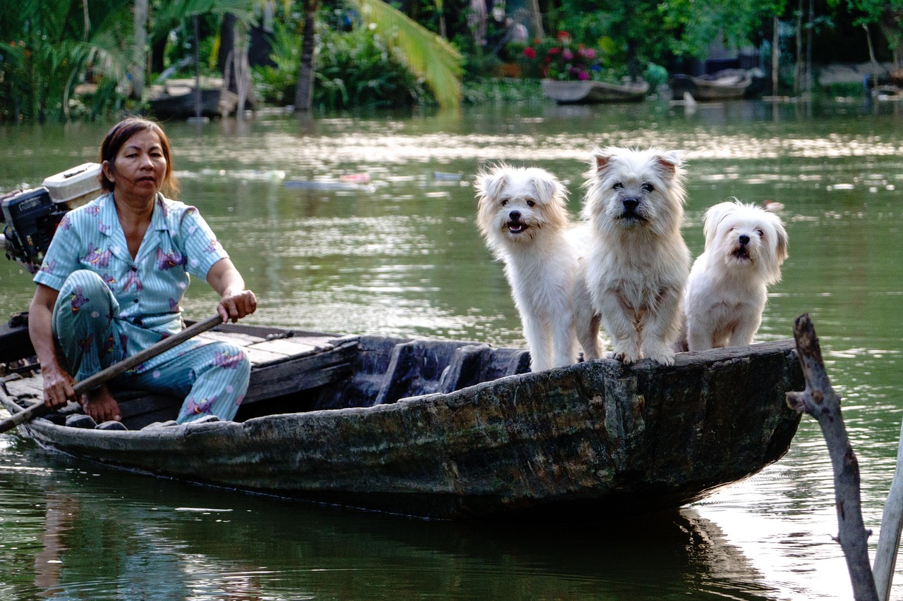 about-img-01 dogs, white, river, boat, water, nature, vietnam lifestyle, people, woman, vietnamese